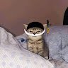 AMA